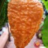 Fried Chicken Pepper seeds