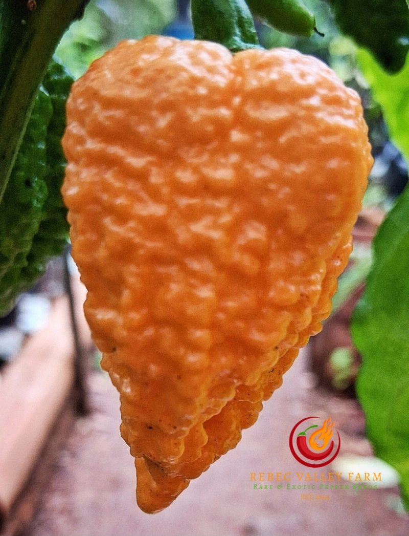 Fried Chicken Pepper seeds