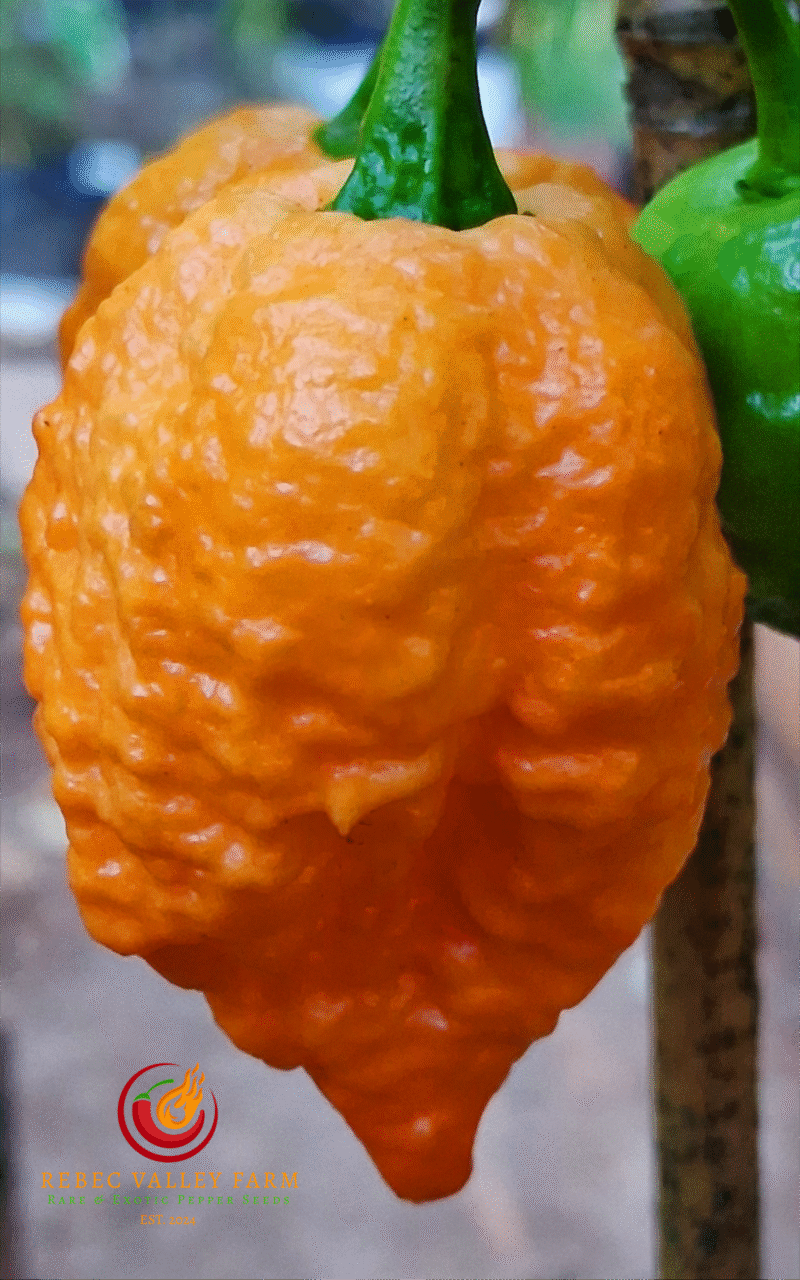 Fried Chicken Pepper - Image 4