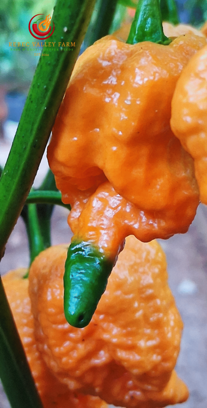 Fried Chicken Pepper - Image 5