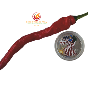 Hangjiao 4 Comets Tail Pepper