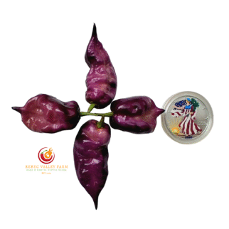 Jay's Pink Purple Ghost Scorpion Pepper