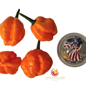 MOA Orange Scotch Bonnet Pepper