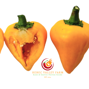 Lesya (Ukrainian Heart) Orange Pepper