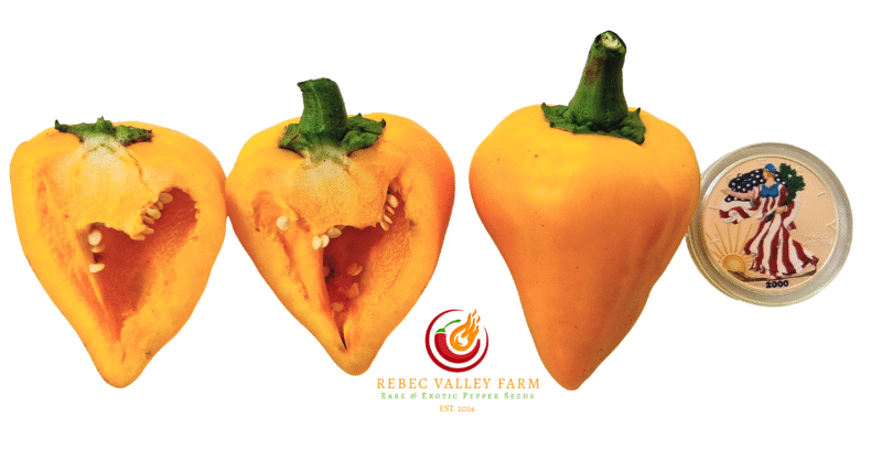Lesya (Ukrainian Heart) Orange Pepper