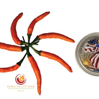 Orange Thai Pepper
