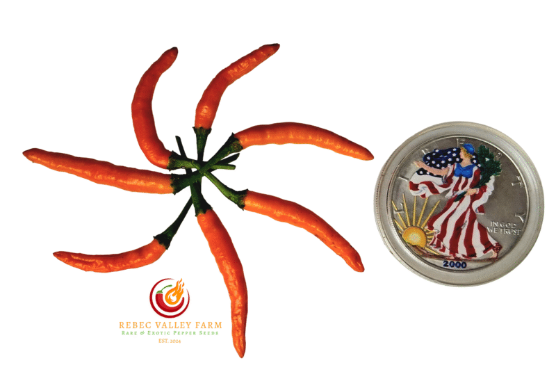 Orange Thai Pepper