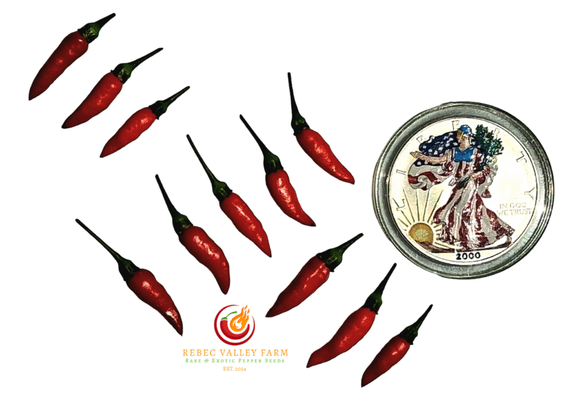 Peri Peri Pepper