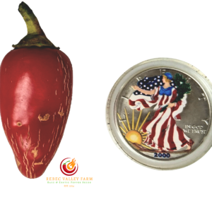 NuMex Pinata Jalapeno Pepper