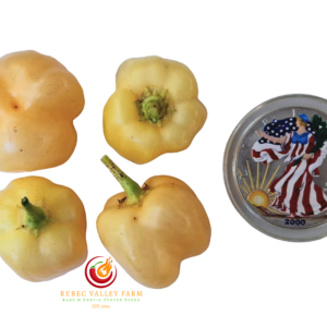 Sugar Rush Cream Pepper