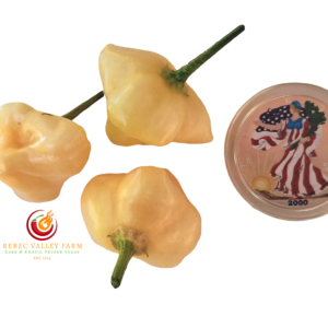 Sugar Rush x Mango Pepper