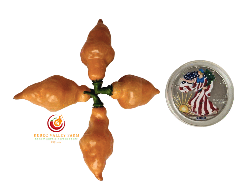 Trippaul Threat Orange Pepper
