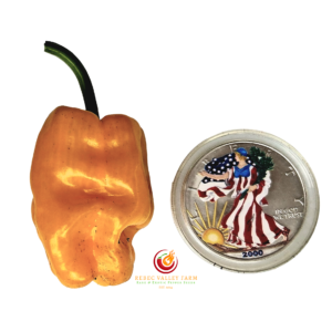 Yellow Dragon's Toe Pepper