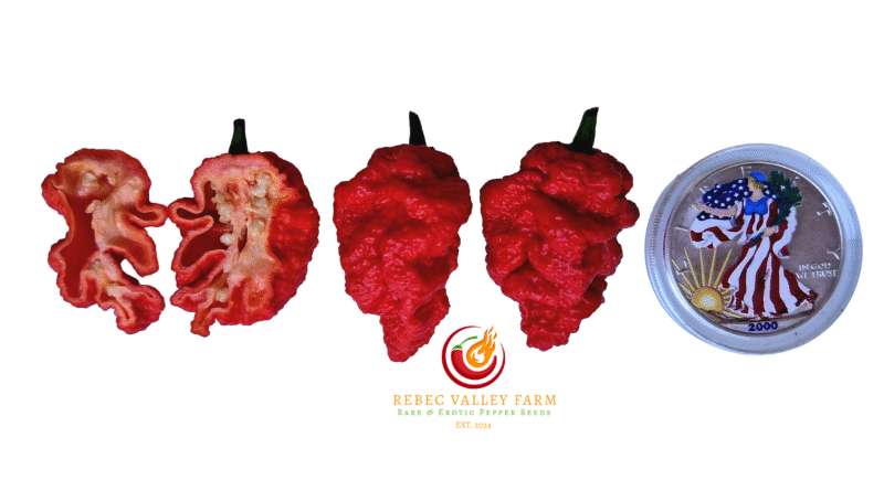 Zing Pepper - Image 2