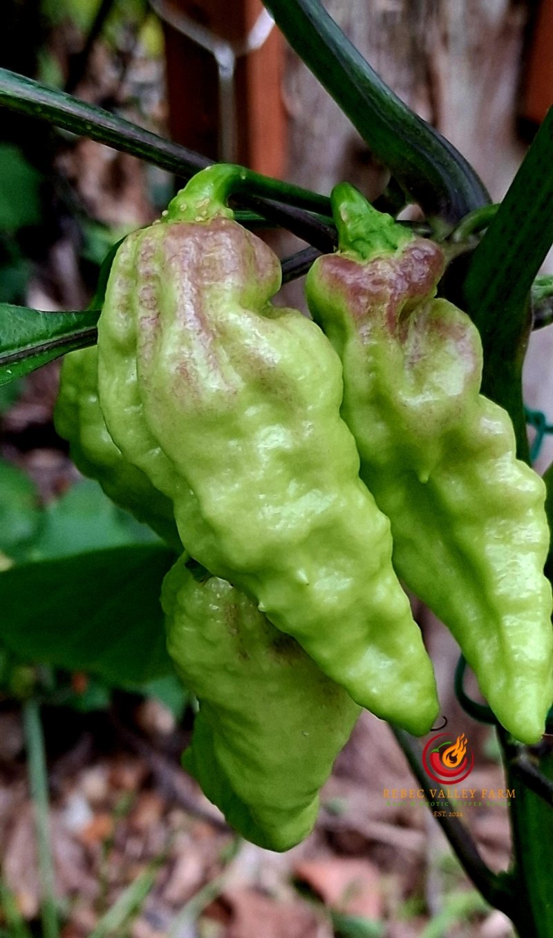 Naga Morich Pepper - Image 3