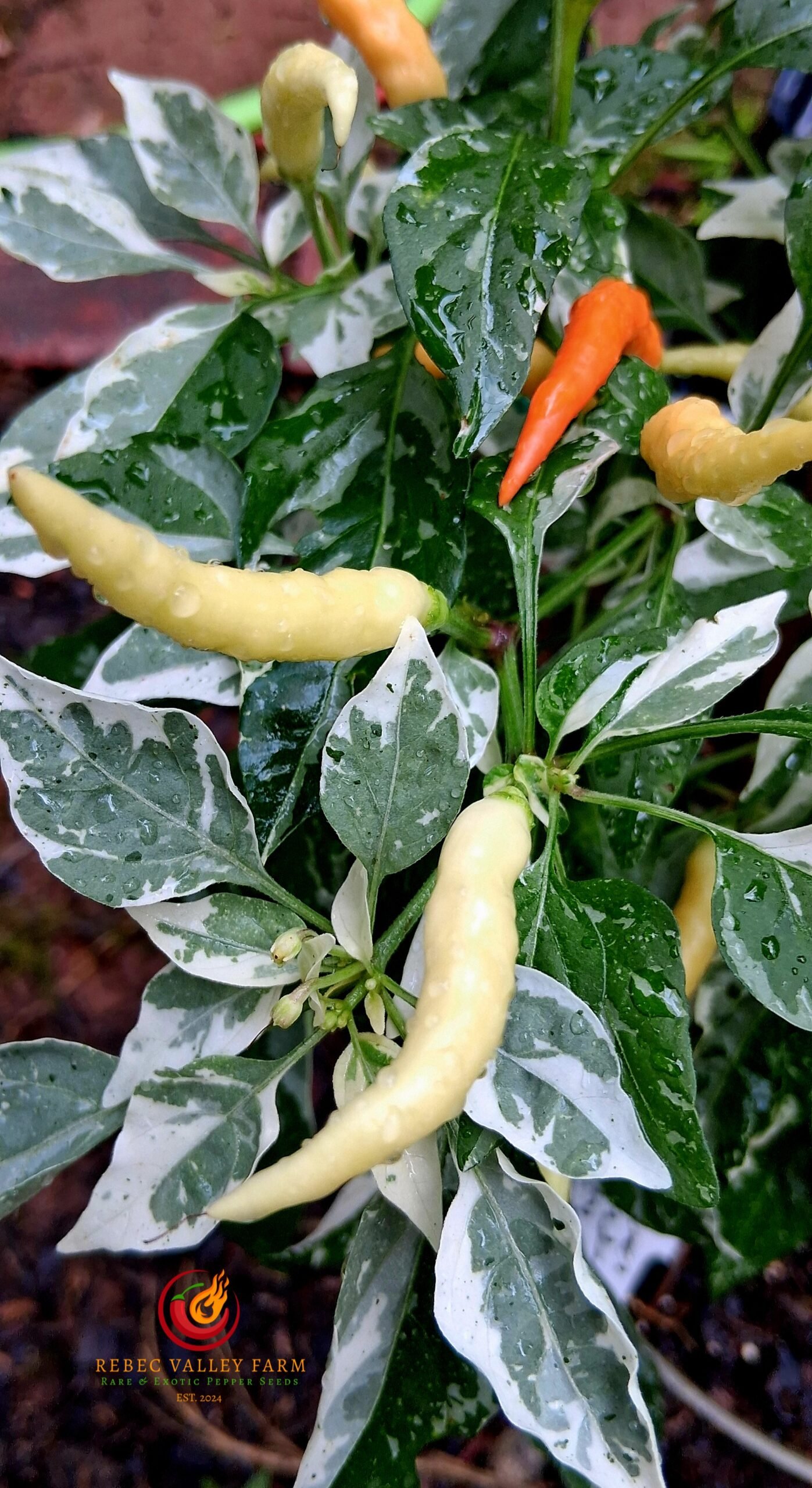 White Thai Variegated Pepper - Image 5