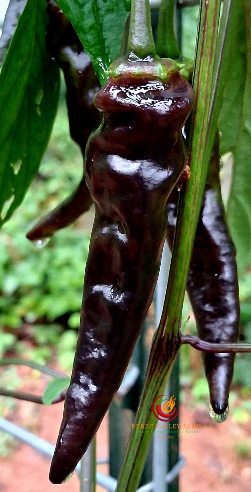 Brown Thai TQ - Image 6