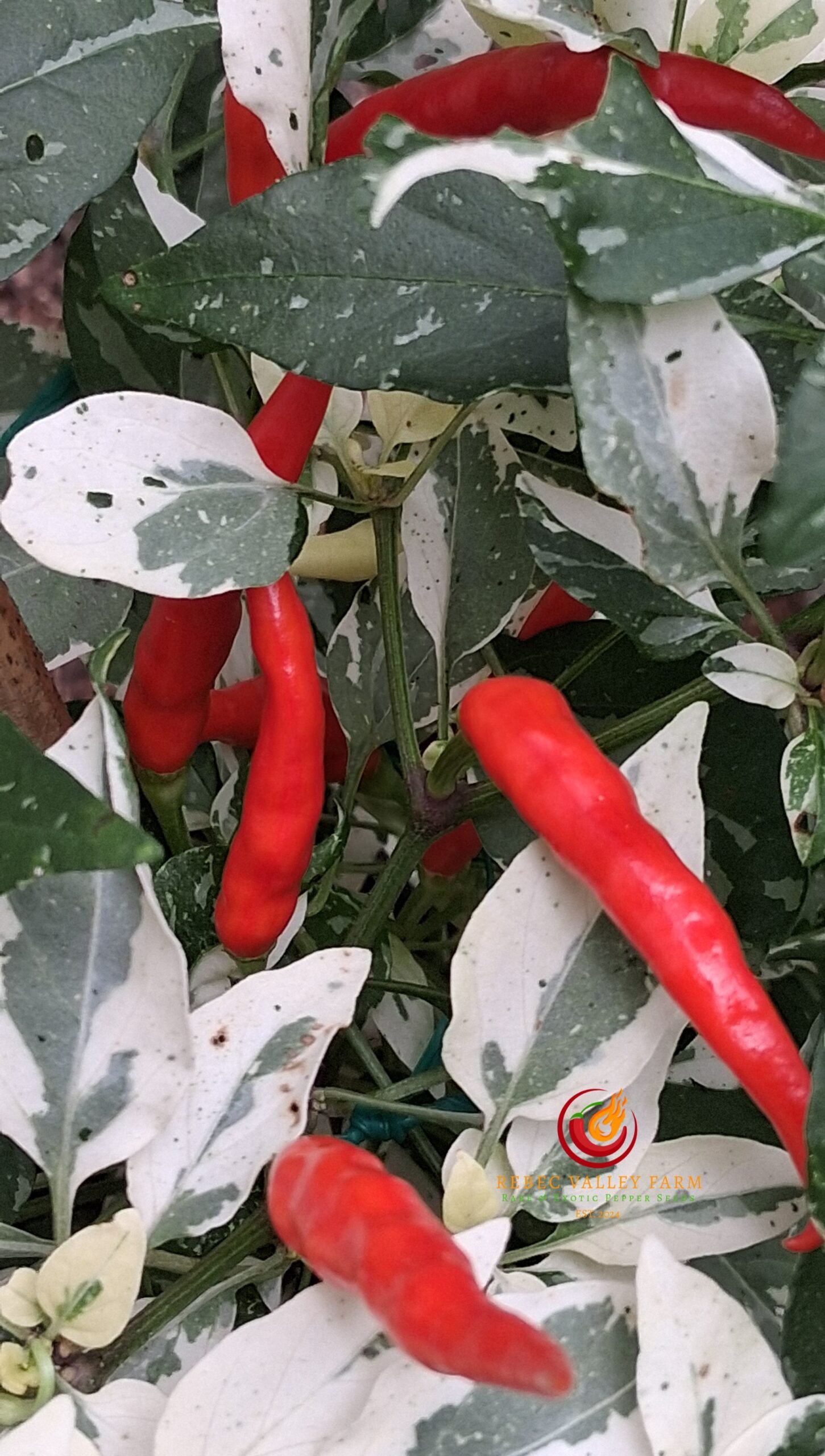 White Thai Variegated Pepper - Image 3