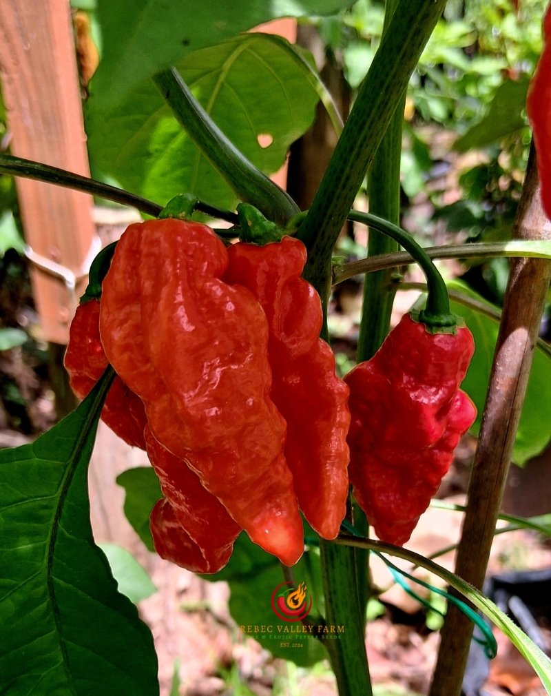 Naga Morich Pepper - Image 2