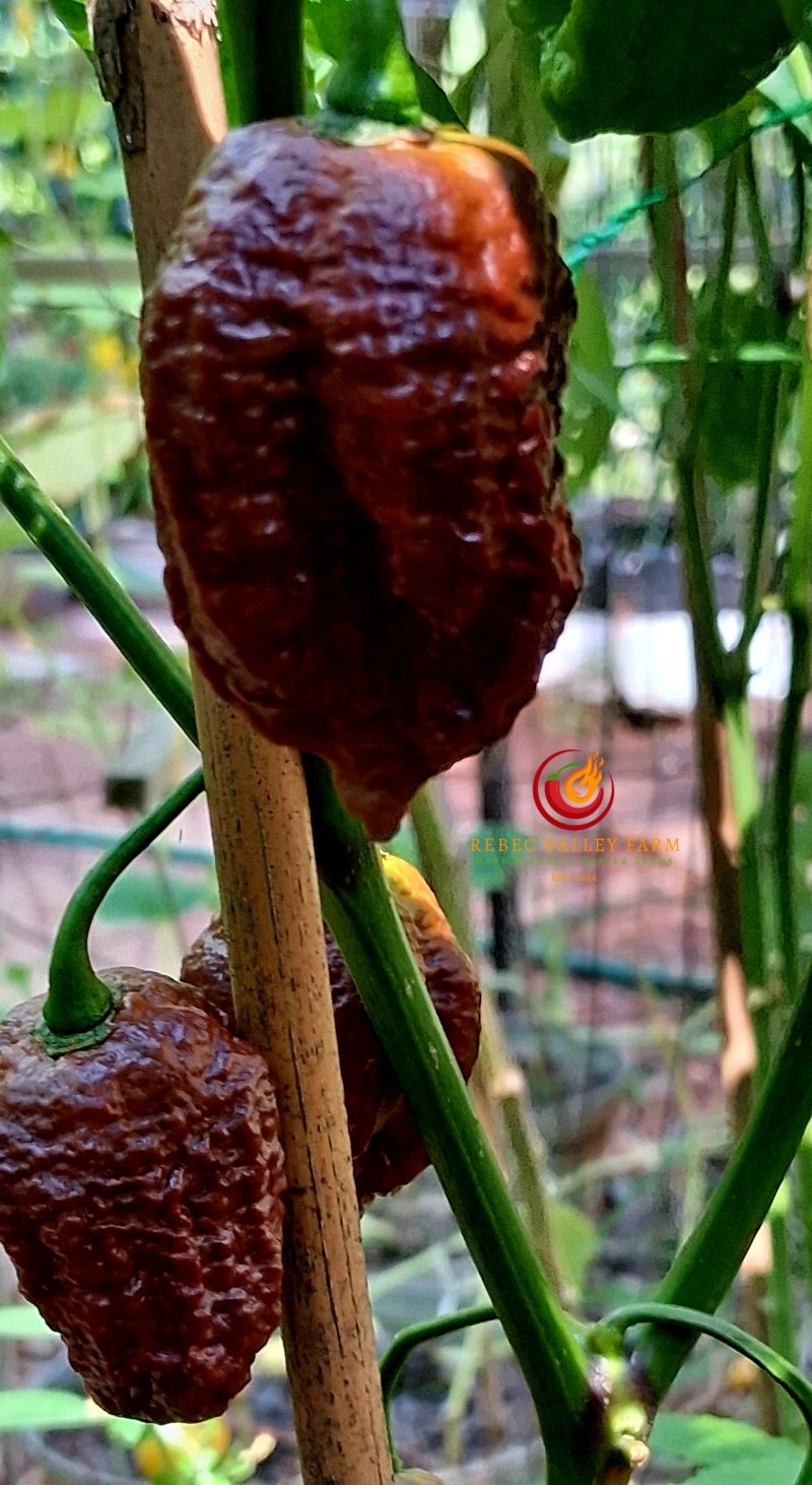 Balrog Pepper - Image 3