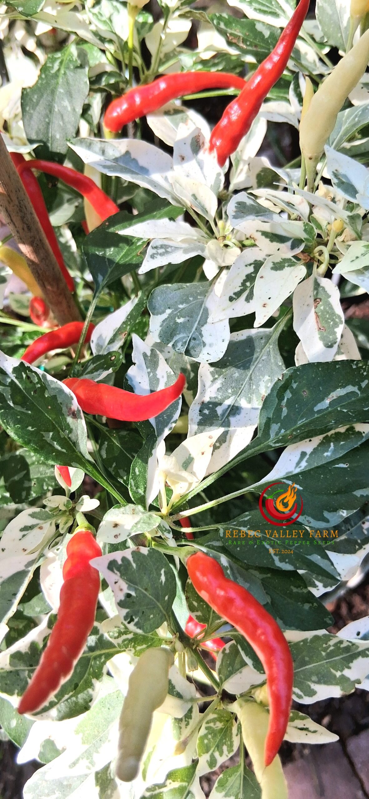 White Thai Variegated Pepper - Image 2