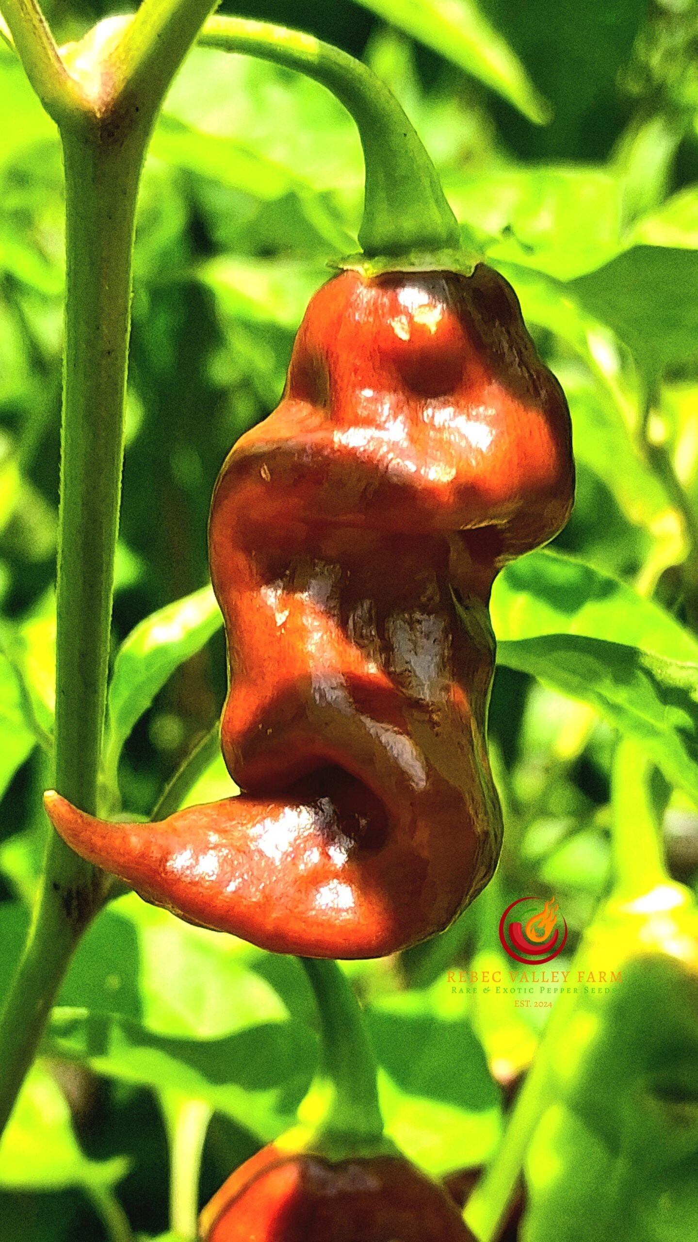 Trinidad Viper Brown Skinny Pepper - Image 2