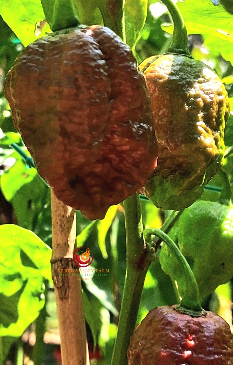 Balrog Pepper - Image 4