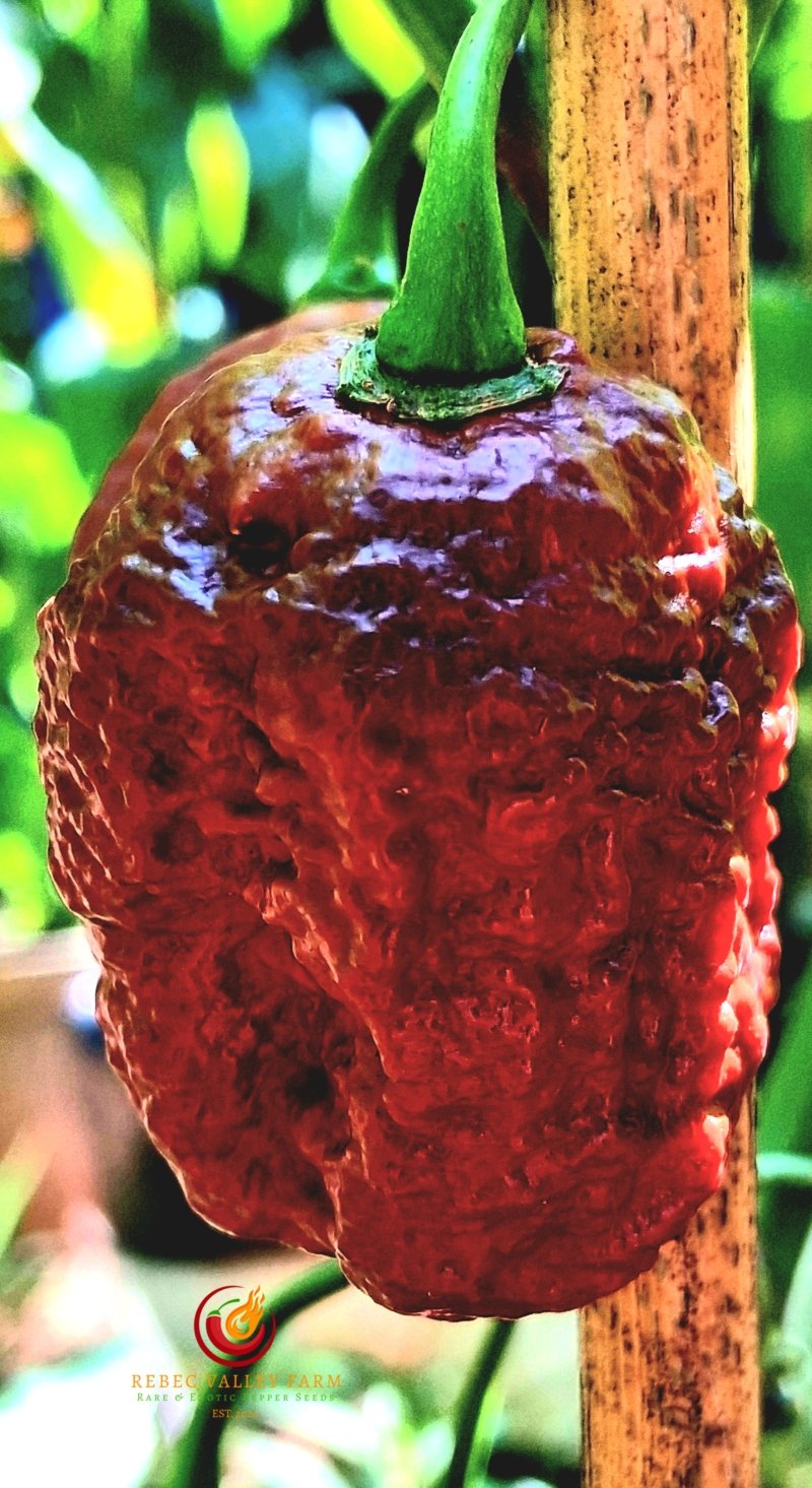 Balrog Pepper - Image 5