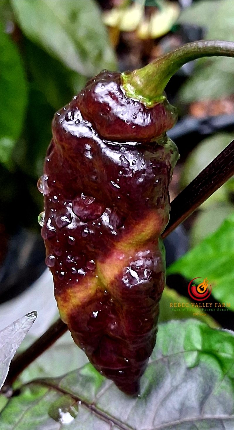 Nazgul's Breakfast Pepper - Image 6