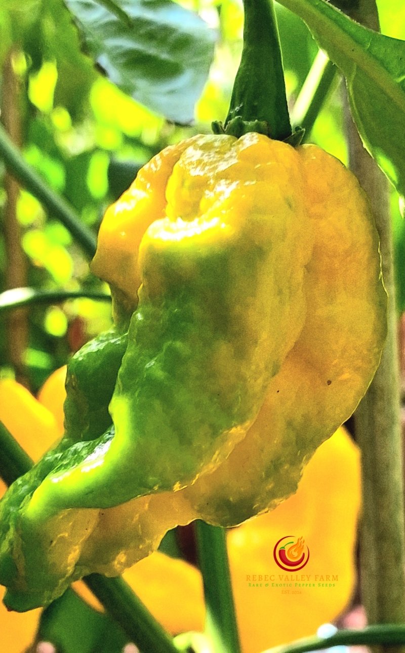 Golden Primotalii Pepper - Image 2