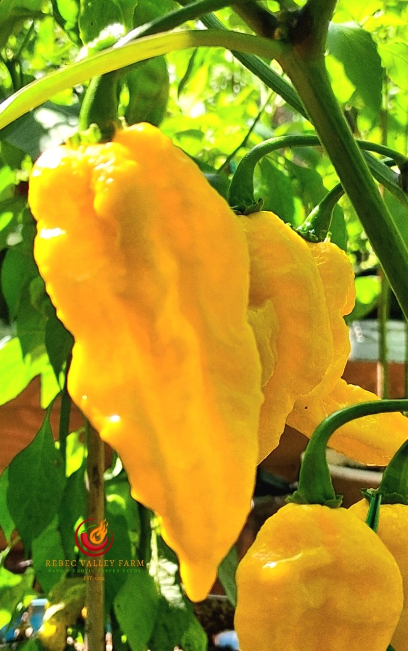 Golden Primotalii Pepper - Image 3