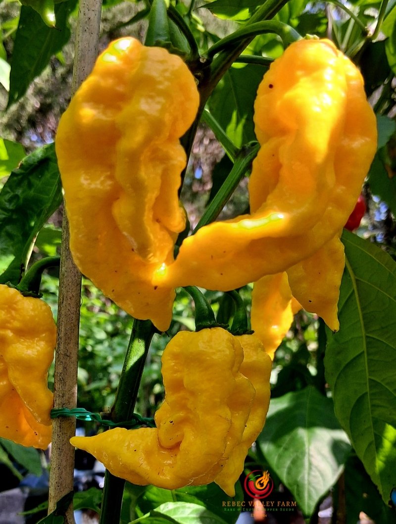 Golden Primotalii Pepper - Image 4
