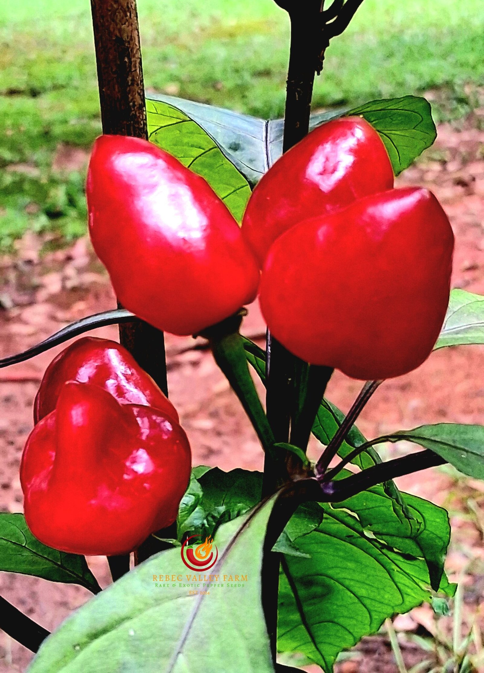 Pimenta Moranga Pepper - Image 4