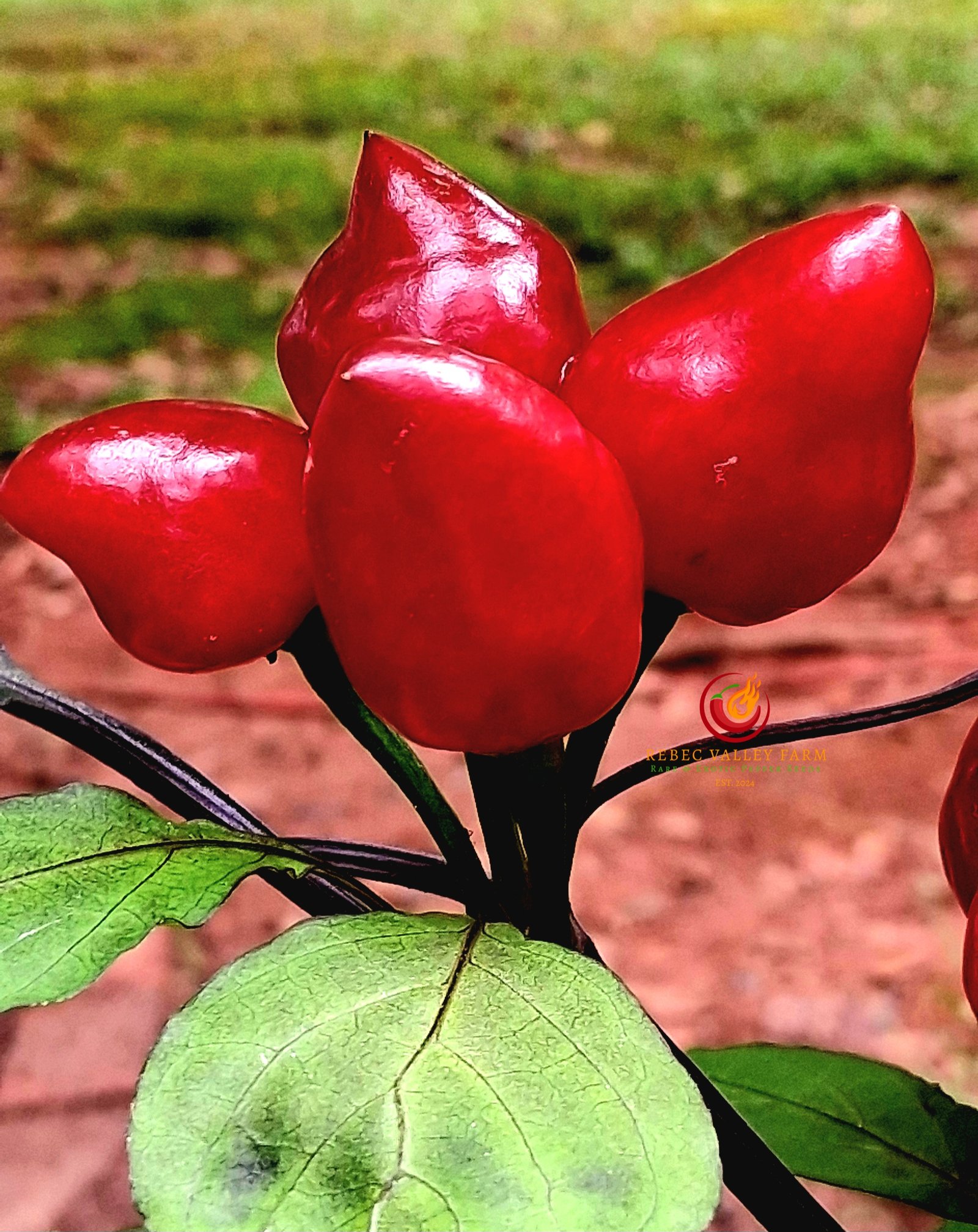 Pimenta Moranga Pepper - Image 3