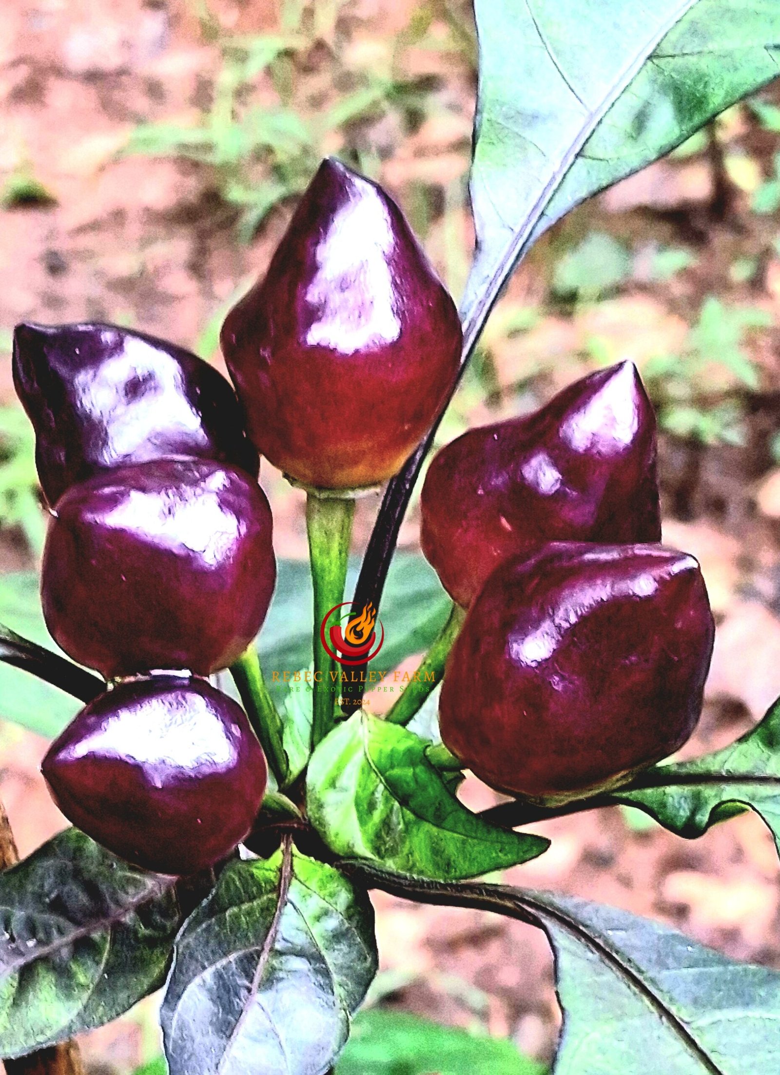 Pimenta Moranga Pepper - Image 2