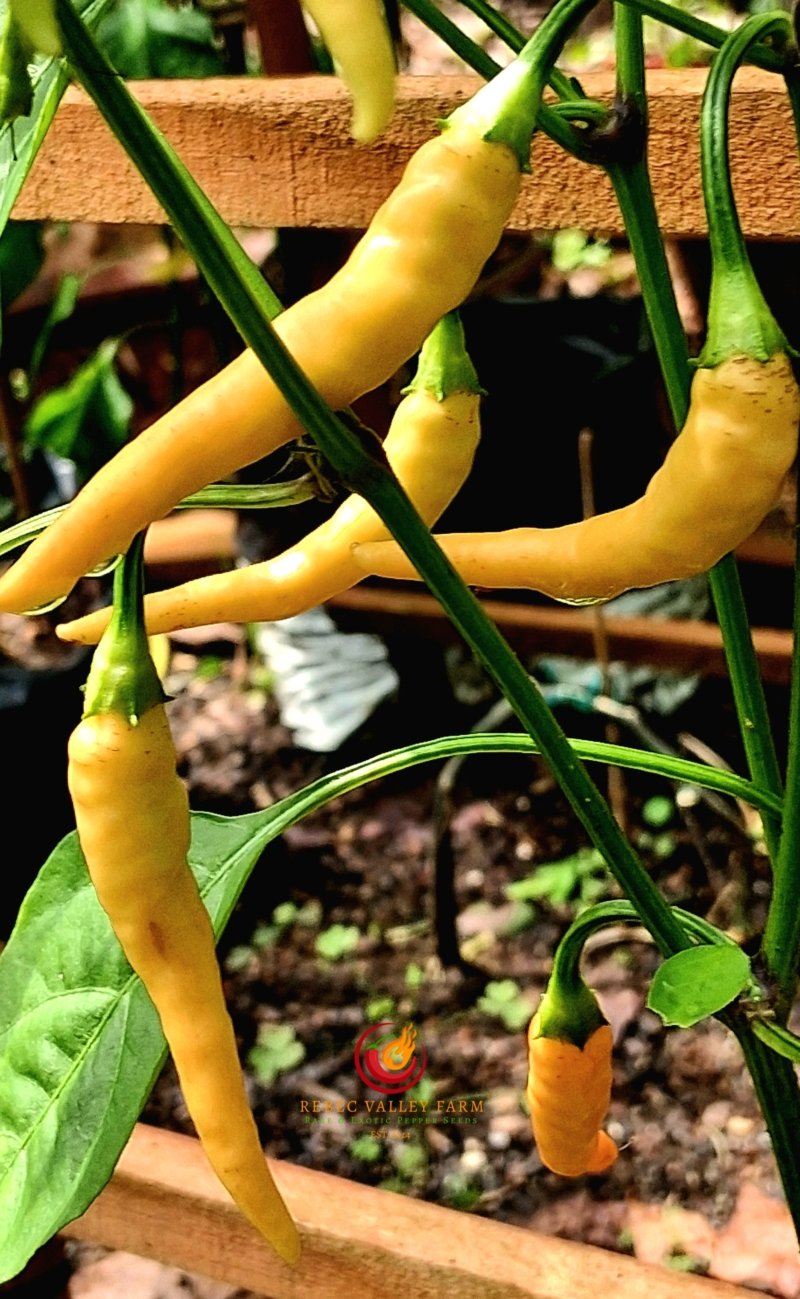 Fifi Peach Tabasco Pepper - Image 4