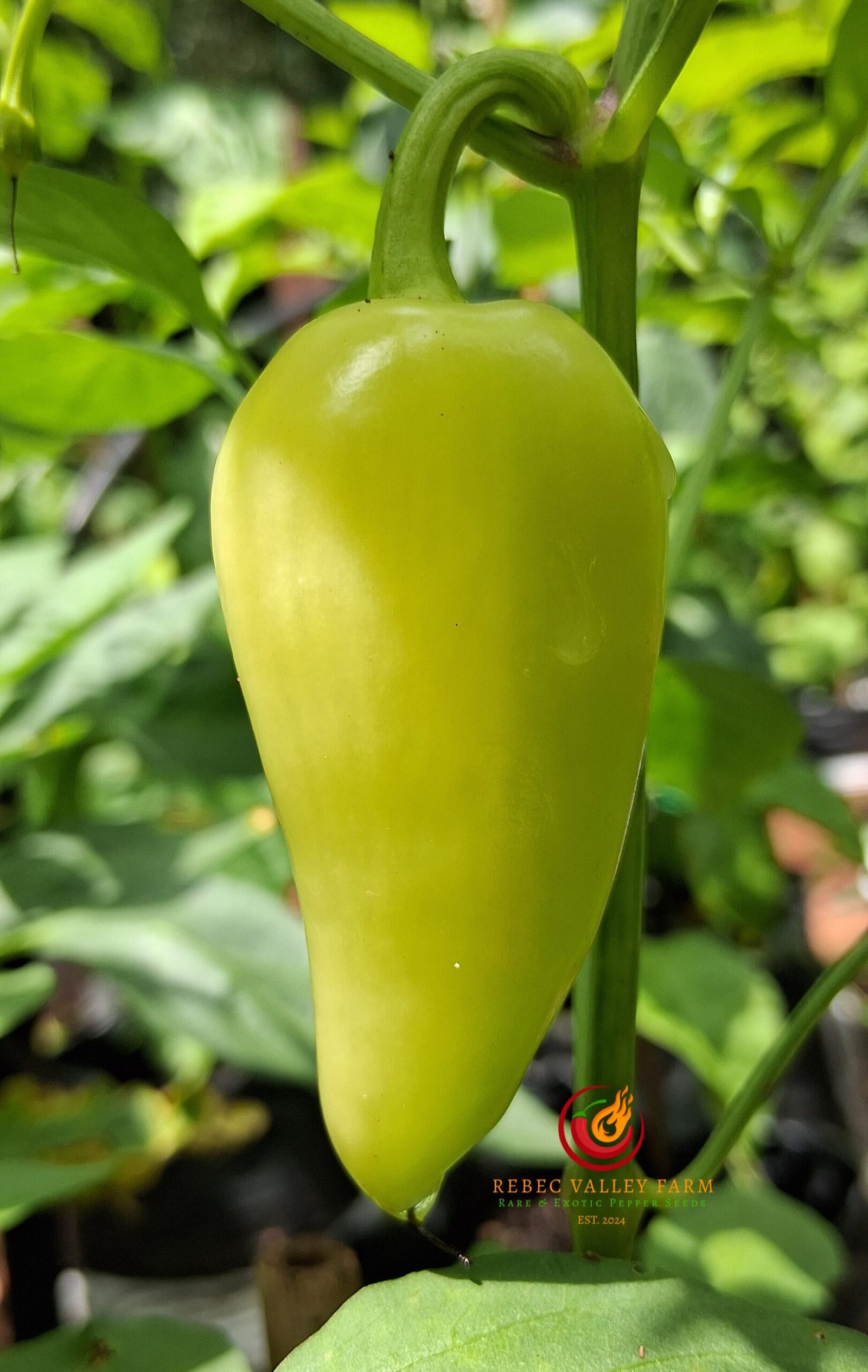 White Jalapeno Pepper - Image 3