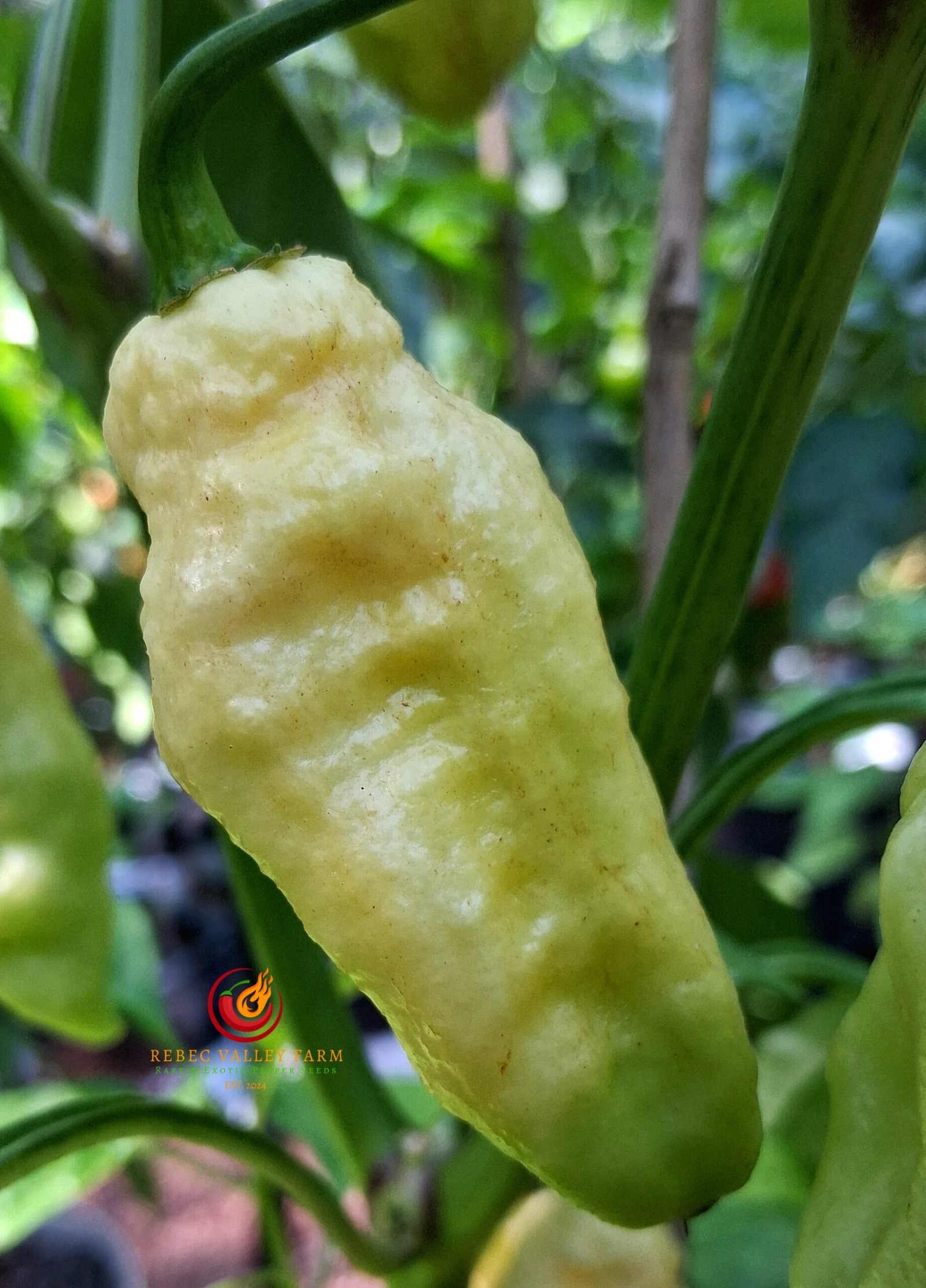 White Ghost (Bhut Jolokia) Pepper - Image 3