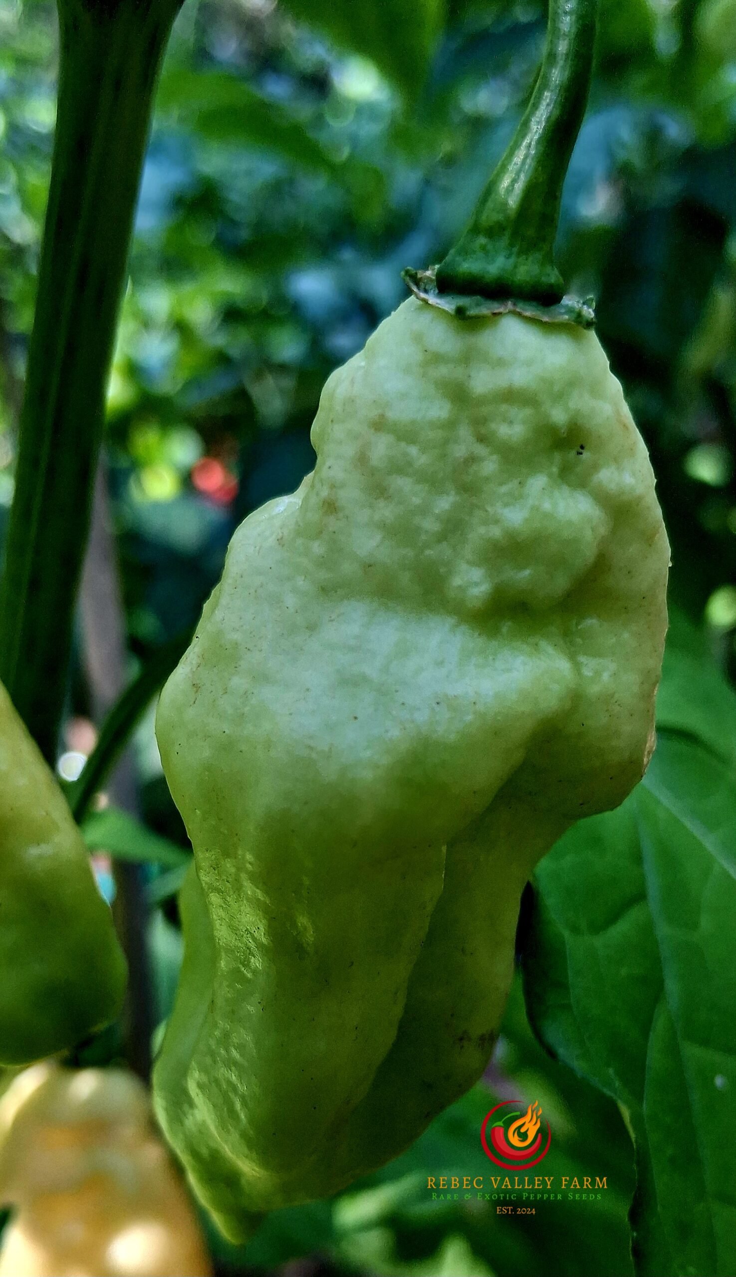 White Ghost (Bhut Jolokia) Pepper - Image 2