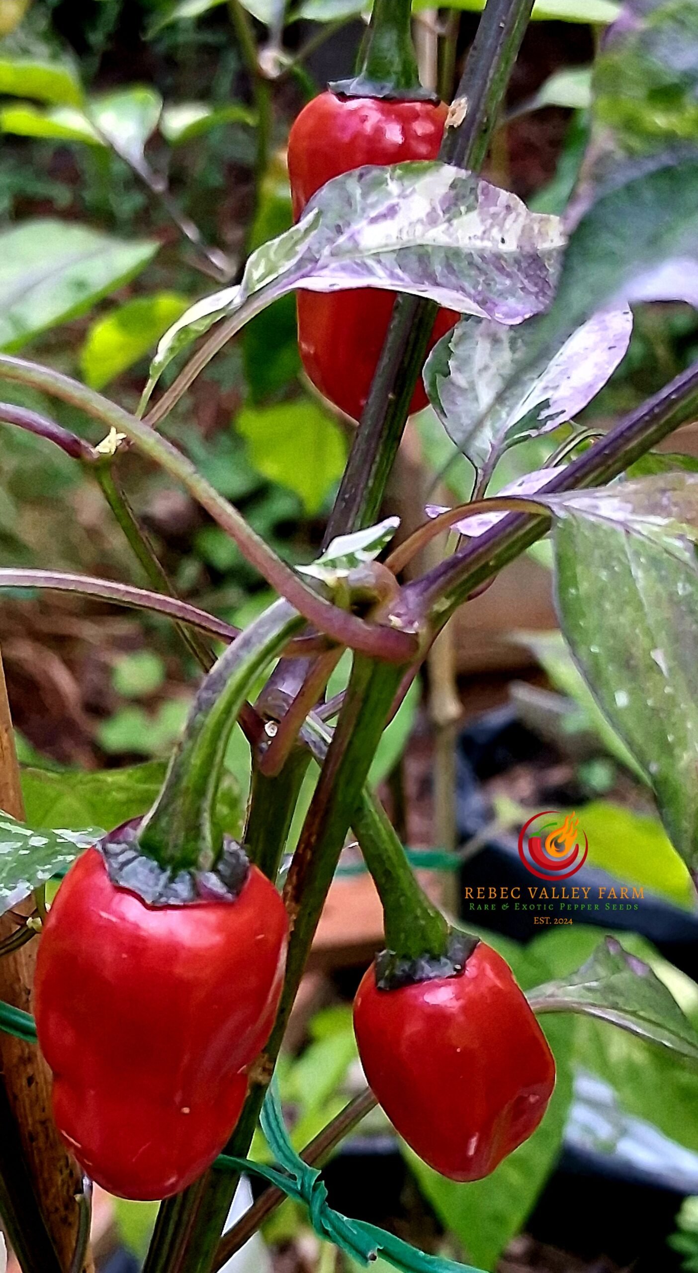 Purple Cacho White Leaf Pepper - Image 3