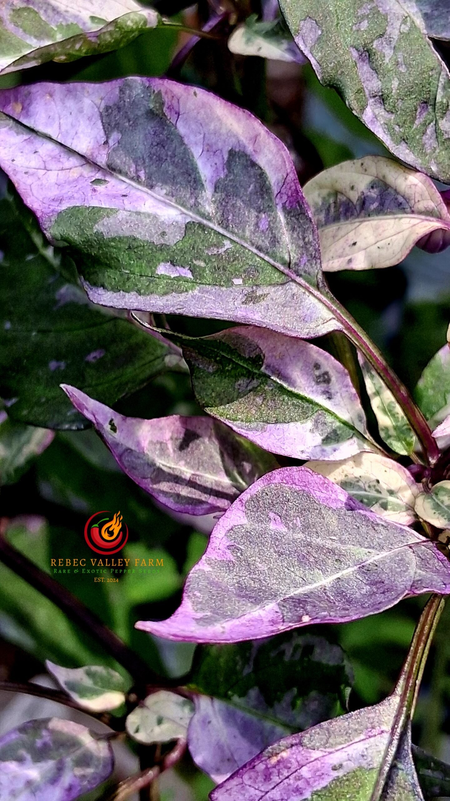 Purple Cacho White Leaf Pepper - Image 2