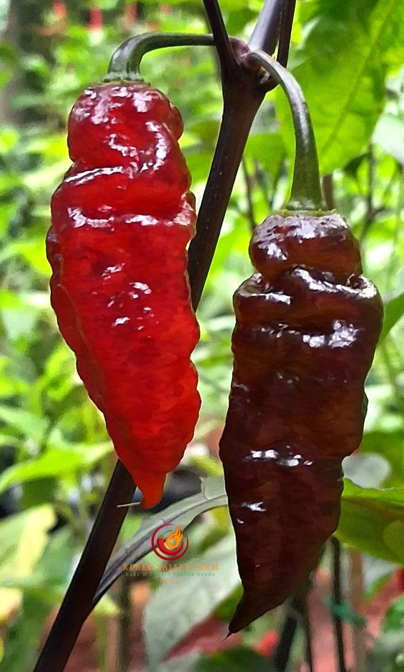 Nazgul's Breakfast Pepper - Image 5