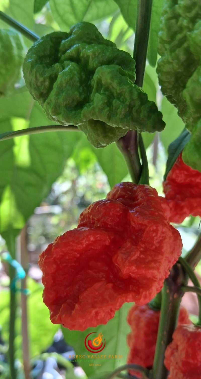 Zing Pepper - Image 5