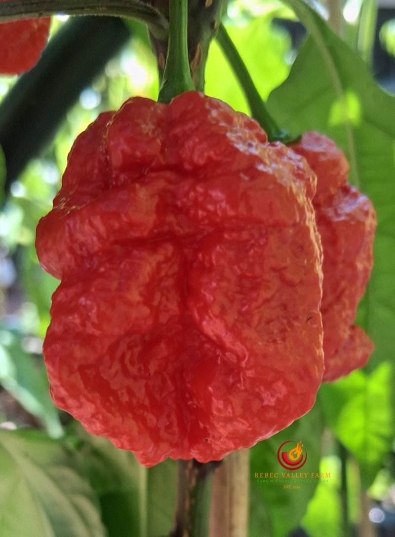 Zing Pepper - Image 6