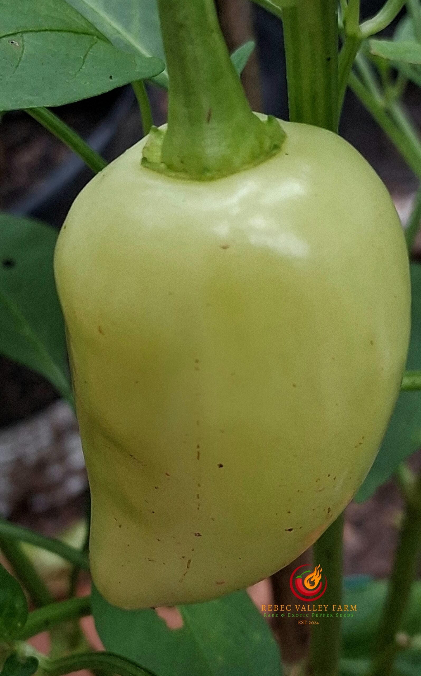 White Jalapeno Pepper - Image 2