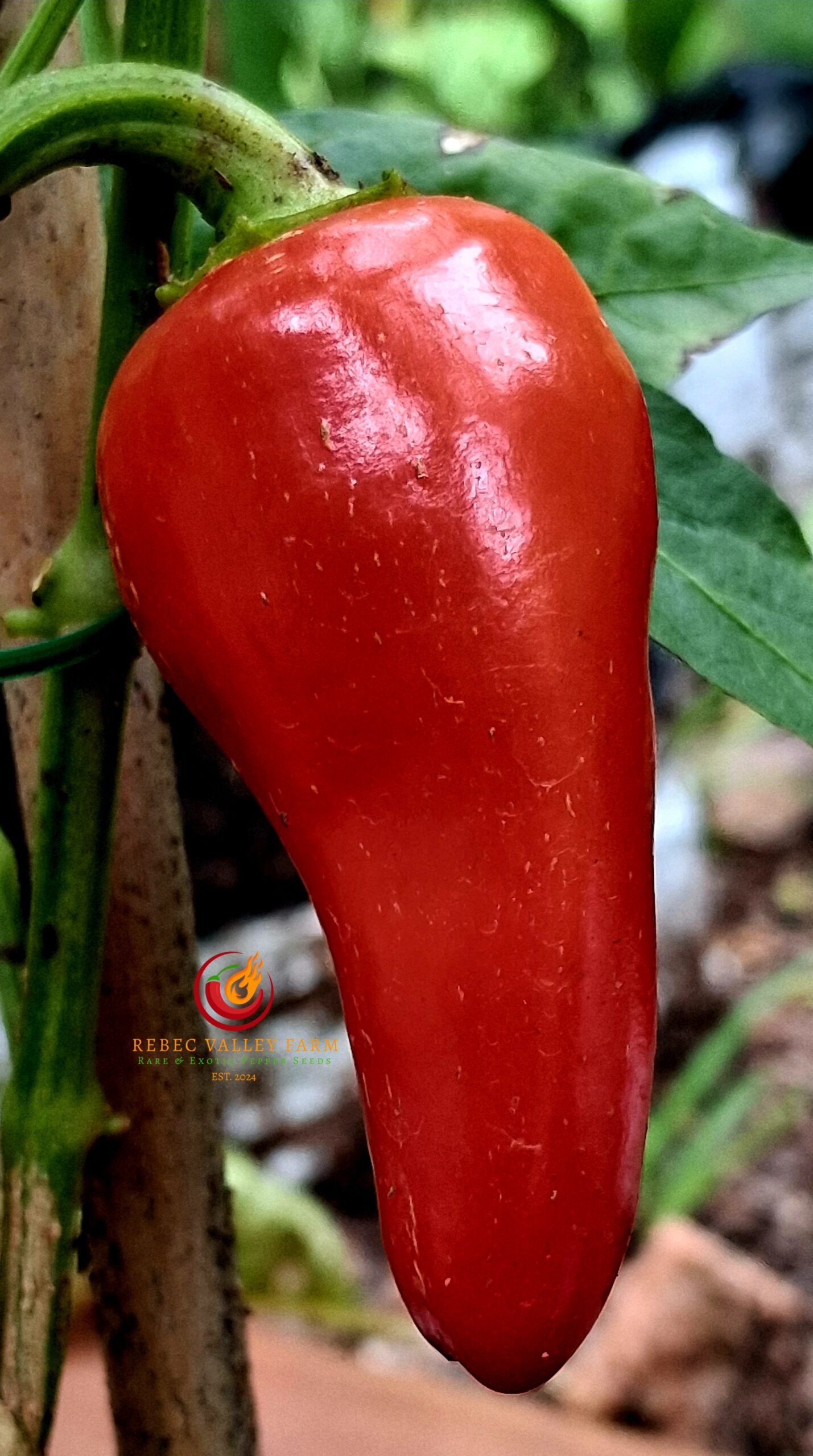 White Jalapeno Pepper - Image 4