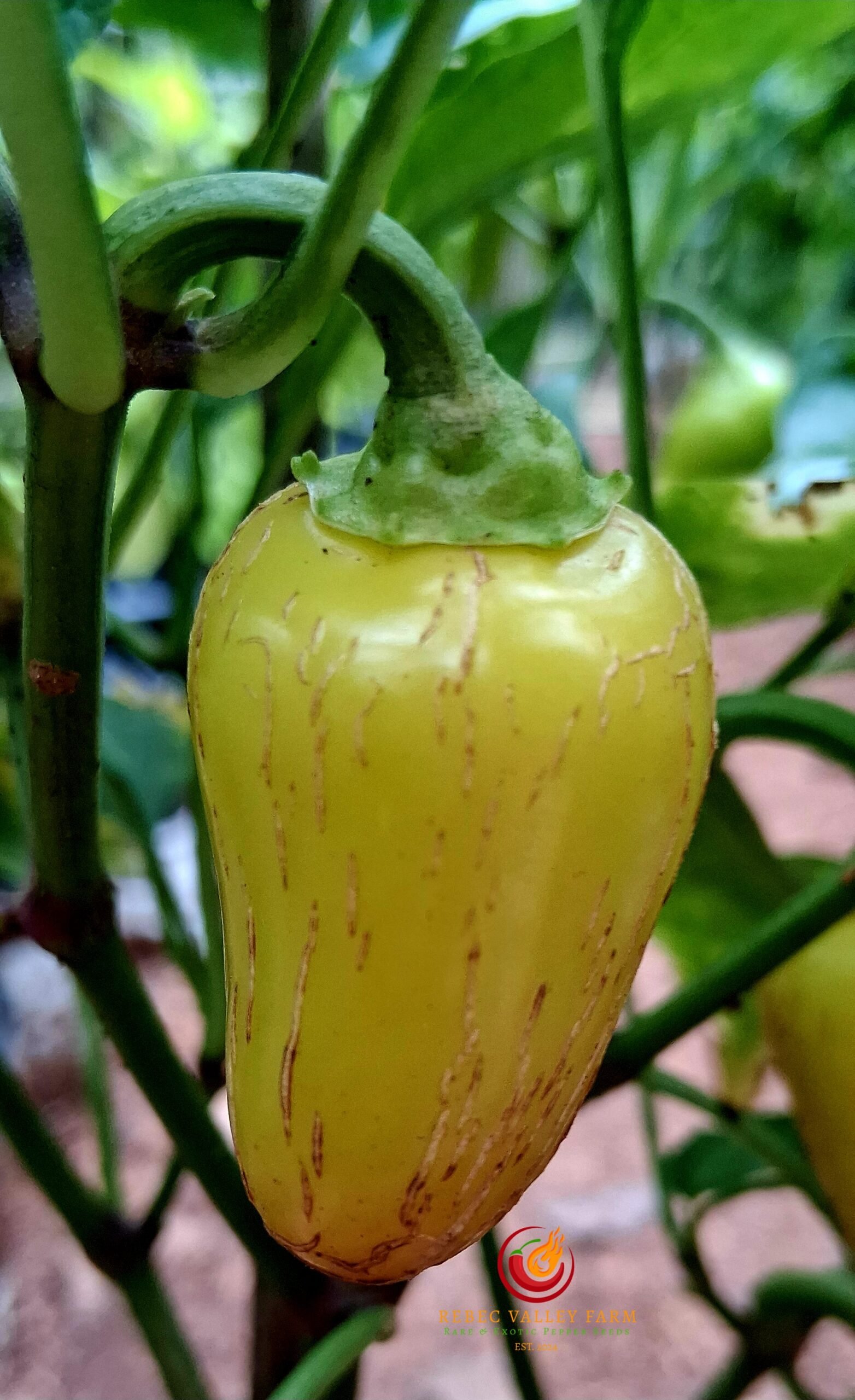 NuMex Pinata Jalapeno Pepper - Image 6