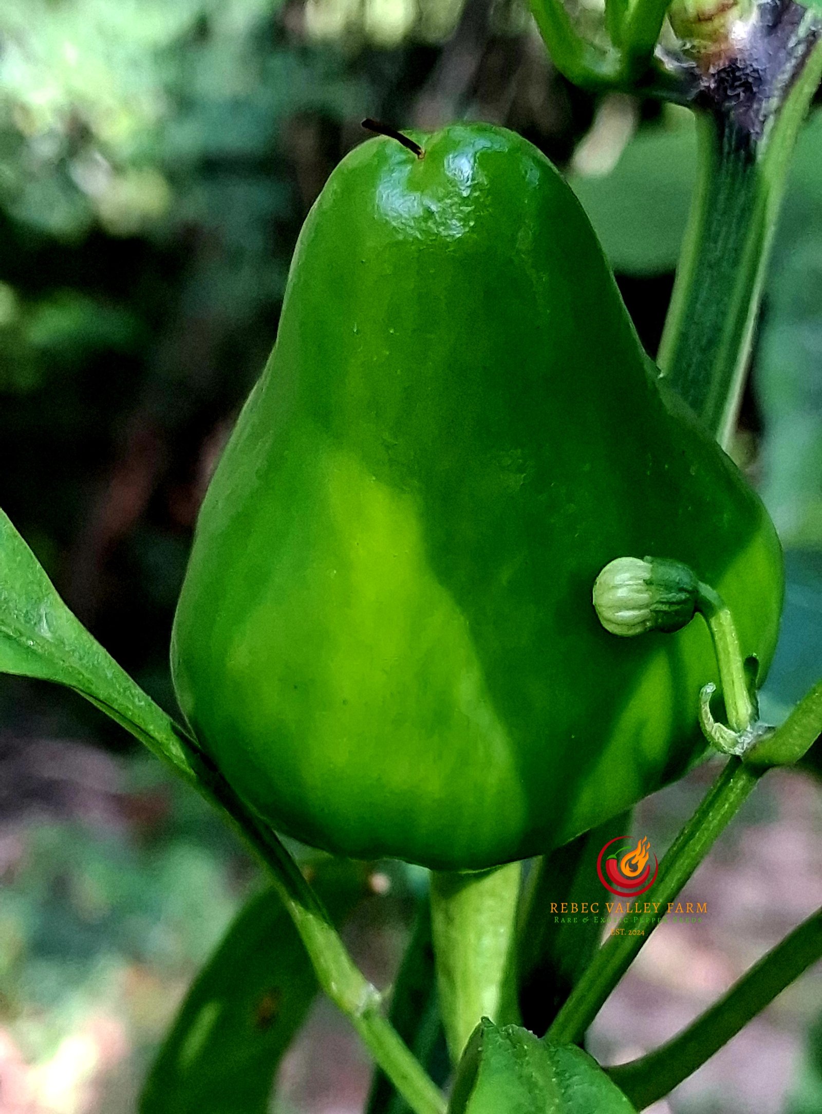 Calabrian Caviar Pepper - Image 3