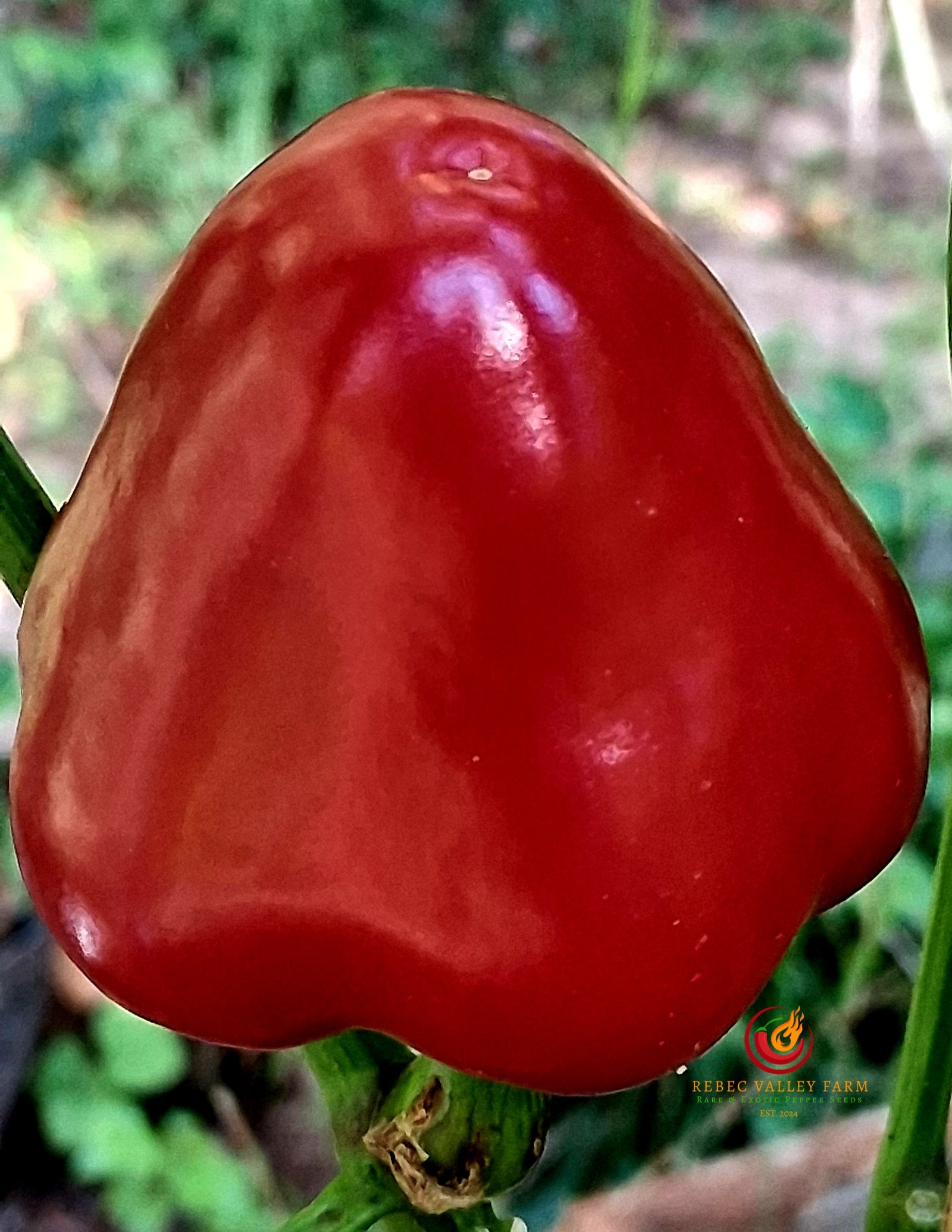 Calabrian Caviar Pepper - Image 4