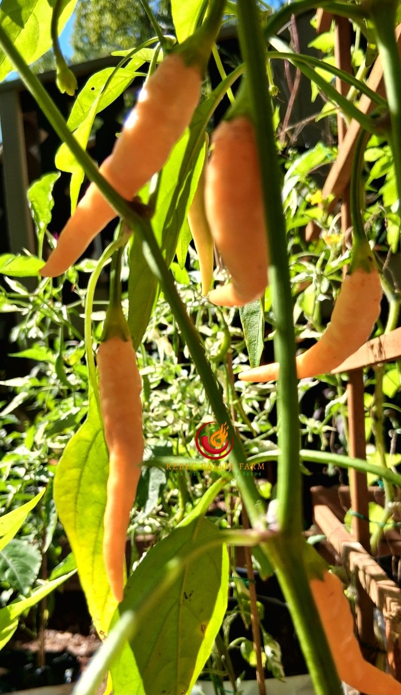Fifi Peach Tabasco Pepper - Image 3